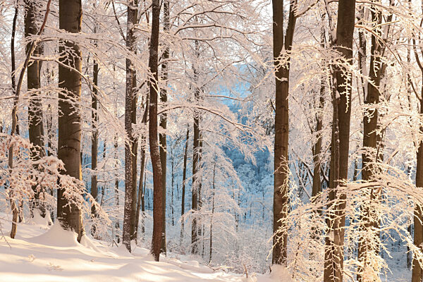 Path through the winter forest