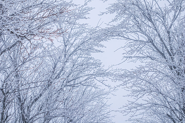 Background of tree branches covered with frost. Landscape of nature with fog and white snow