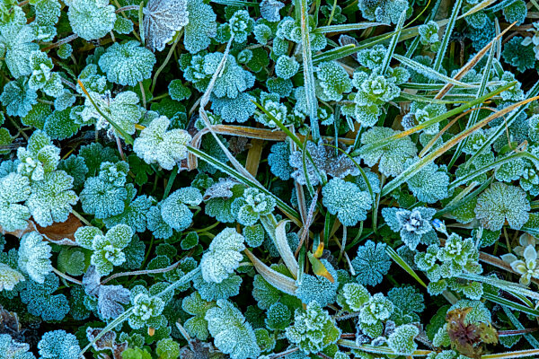 Frost on green leaves at winter