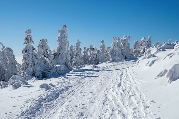 Winter landscape with path and trees under the snow. Winter scenery.