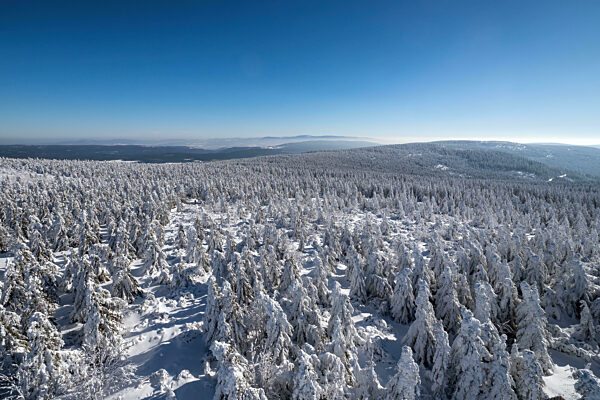 Winter landscape with trees under the snow. Winter scenery