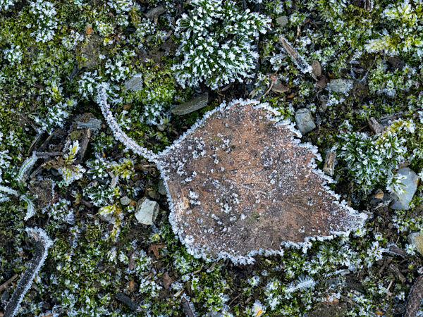 Birkenblatt im Frost