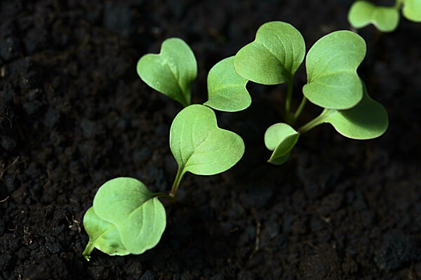 Young Radish Seedlings or Sprouts