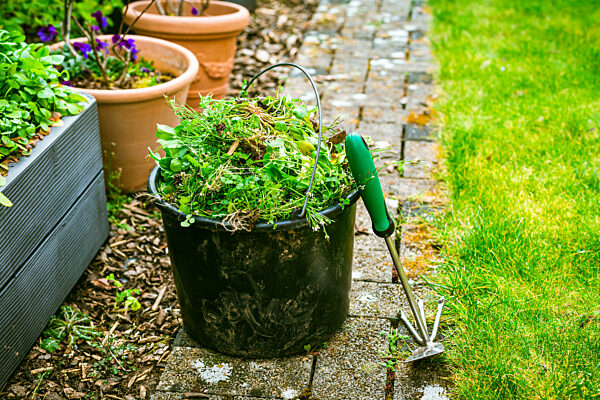 Removing weeds in garden - bucket full of weeds
