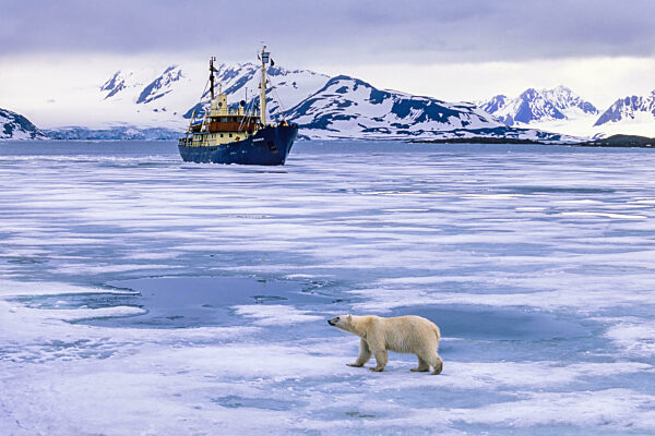 Polar bear walking on the ice with a ship