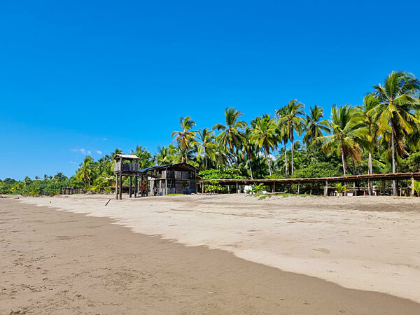 Panama, Las Lajas, palm forest facing the beach