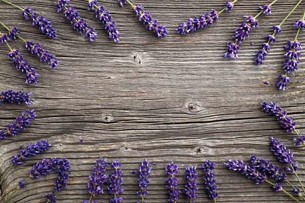 Lavender flowers on a wooden background. Floral border or frame with lavender.