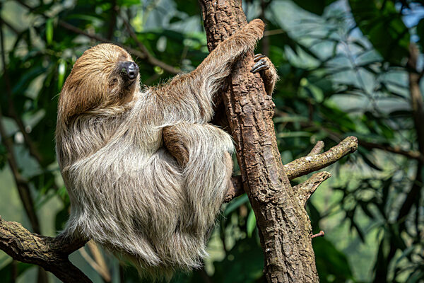 Relaxed sleepy Linnaeus's two-toed sloth, Choloepus didactylus