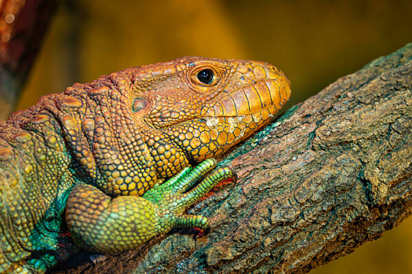 Northern Caiman Lizard on the trunk, Dracaena guianensis