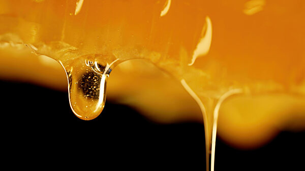 Honey dripping from honeycombs extreme macro.Natural bees wax cells, gold elixir