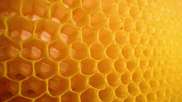 Honeycombs macro footage inside bees hive. Yellow empty wax cells. Preparation.