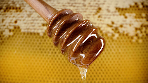 Organic honey flows from wooden dipper stick on honeycombs background. Wax cells