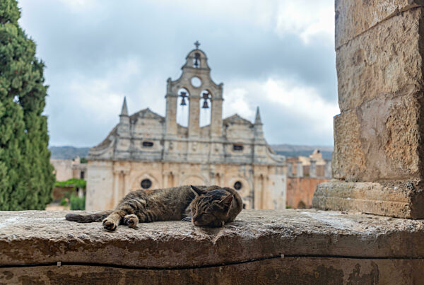 Arkadi Monastery Cat