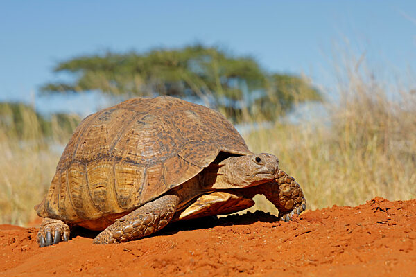 A leopard tortoise (Stigmochelys pardalis) in natural habitat