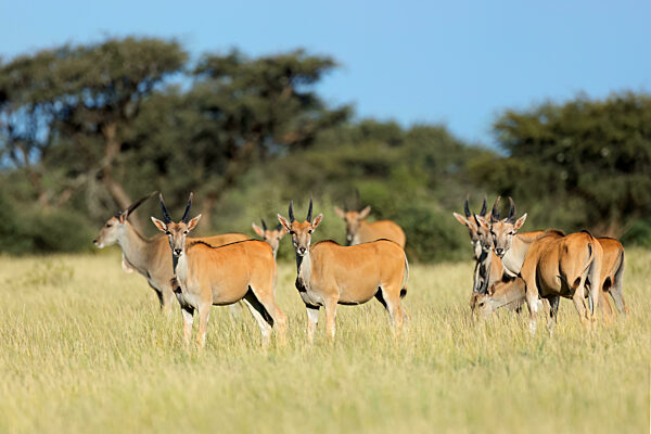 Eland antelopes (Tragelaphus oryx) in natural habitat