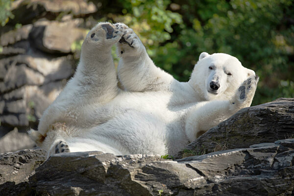 Funny polar bear. Polar bear sitting funny pose.