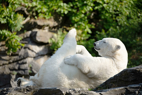 Funny polar bear. Polar bear sitting funny pose.