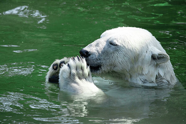 Funny polar bear. Polar bear sitting in a funny pose.