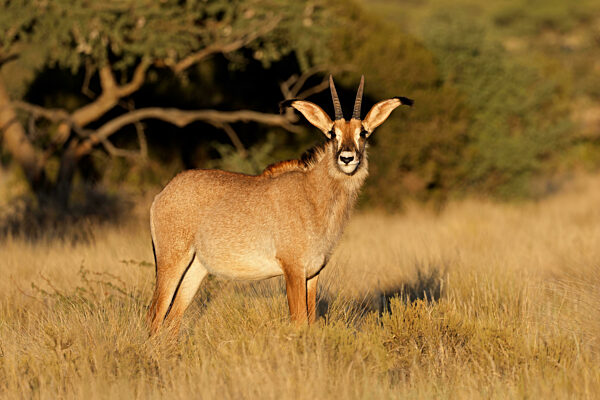 A rare roan antelope (Hippotragus equinus) in natural habitat