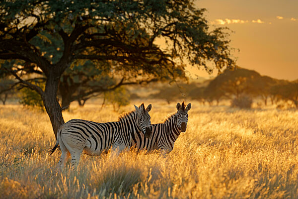 Plains zebras (Equus burchelli) in grassland at sunrise