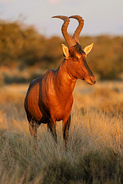 A red hartebeest (Alcelaphus buselaphus) in late afternoon light