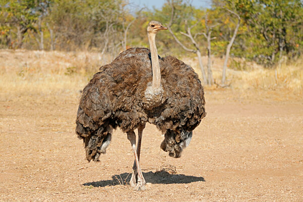A female ostrich (Struthio camelus) in natural habitat