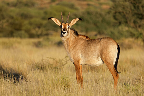 A rare roan antelope (Hippotragus equinus) in natural habitat