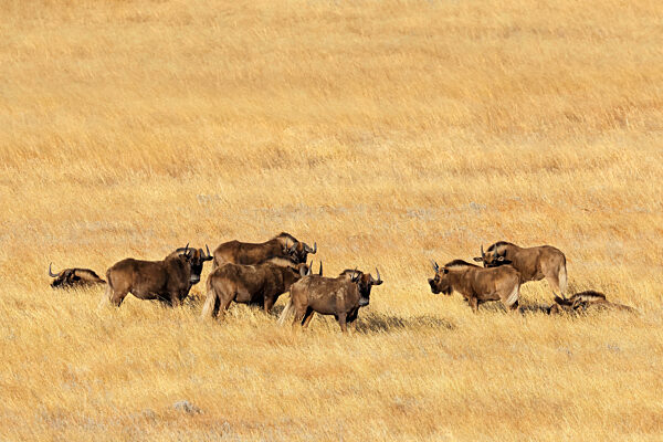A herd of black wildebeest (Connochaetes gnou) in open grassland