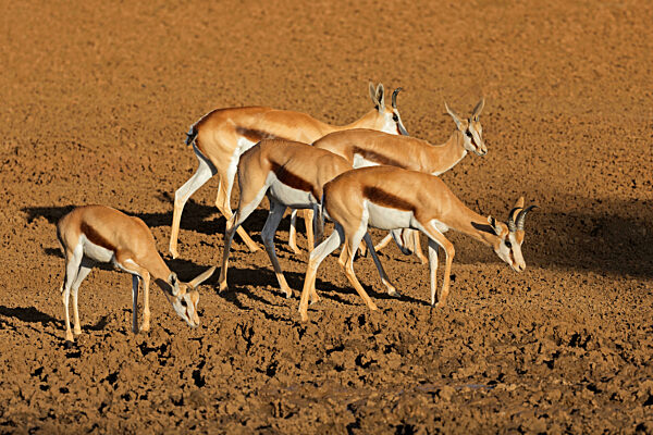 Herd of springbok antelopes (Antidorcas marsupialis) in natural habitat