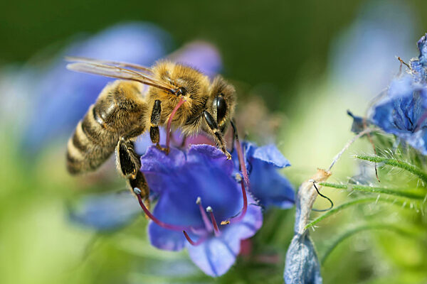 Honigbiene am Natternkopf