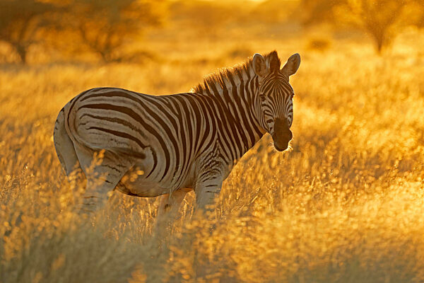 A plains zebra (Equus burchelli) in grassland at sunrise