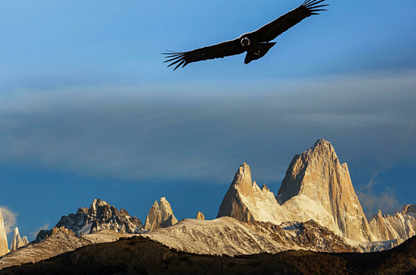 Der majestätische Andenkondor in Patagonien, Argentinien