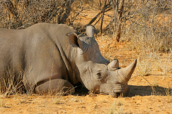 Portrait of a white rhinoceros (Ceratotherium simum) resting in natural habitat