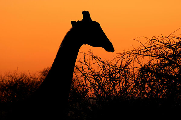 Portrait of a giraffe (Giraffa camelopardalis) silhouetted against an orange sky