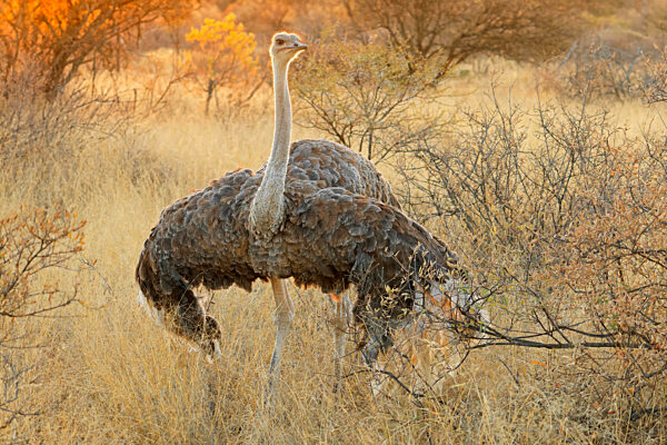 A female ostrich (Struthio camelus) in natural habitat at sunset