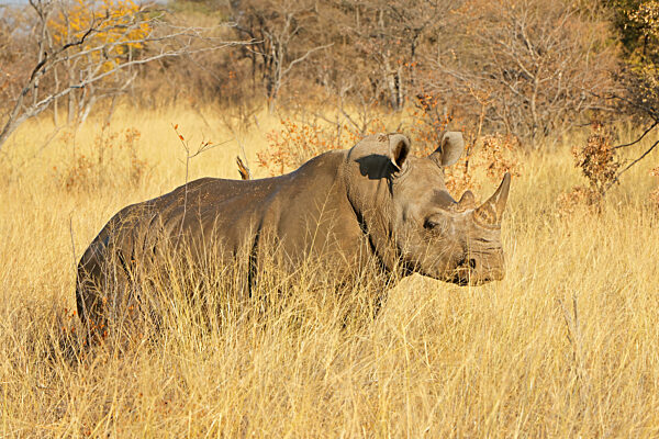Endangered white rhinoceros (Ceratotherium simum) in natural habitat