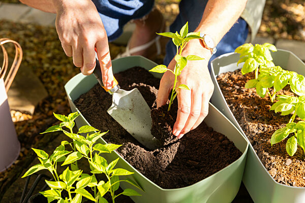 Planting seedlings in garden, person using trowel for home gardening