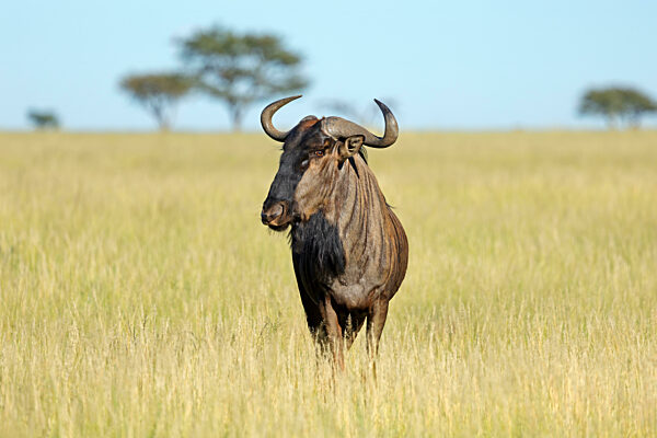 A blue wildebeest (Connochaetes taurinus) in grassland