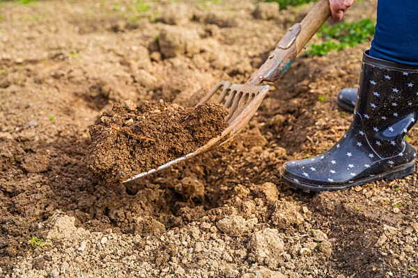 Elderly gardener digging soil with a garden fork to cultivate soil ready for planting