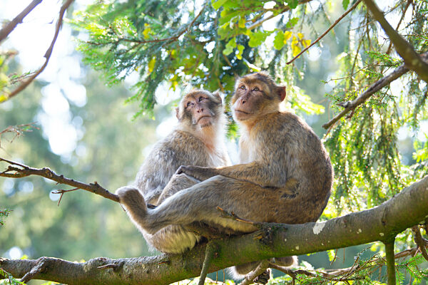 Barbary macaque ape, rhesus monkey, wildlife of North Africa, habitat jungle, couple