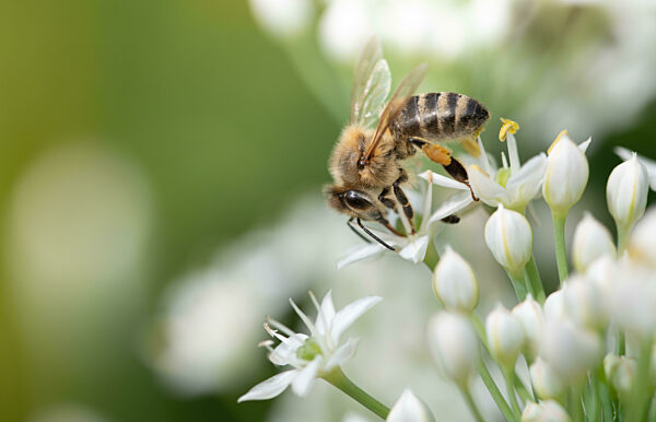 Close-up of a western honeybee sitting on small white wildflowers. It is summer, the sun is shining.