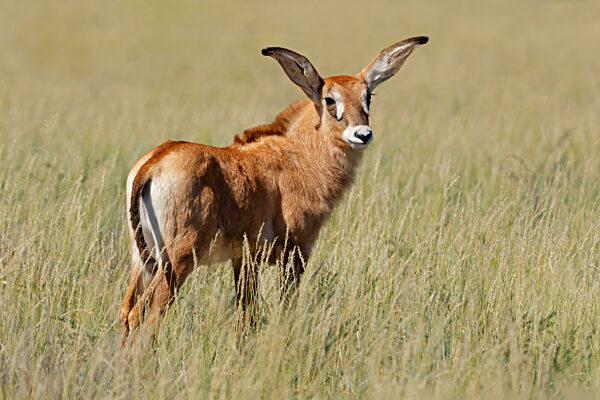 Ein Kalb der kleinen Pferdeantilope (Hippotragus equinus) im offenen Grasland
