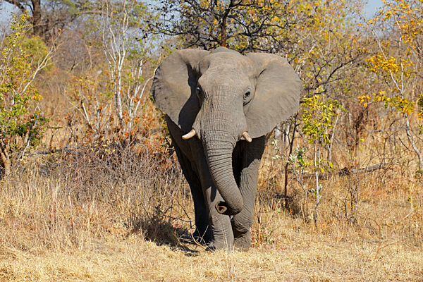 Ein afrikanischer Elefant (Loxodonta africana) in seinem natürlichen Lebensraum
