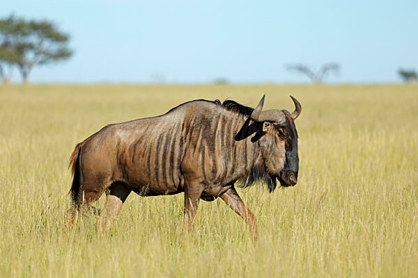 Ein Streifengnu (Connochaetes taurinus) im Grasland