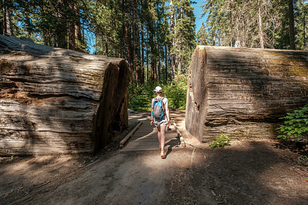 Tourist mit Rucksack beim Wandern zwischen Mammutbaum-Redwoods