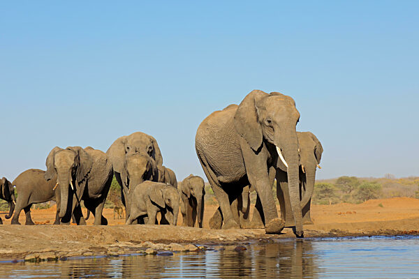 Tiefblick auf eine Herde afrikanischer Elefanten (Loxodonta africana) an einer Wasserstelle