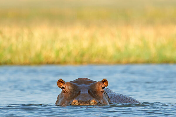 Porträt eines Flusspferdes (Hippopotamus amphibius) unter Wasser