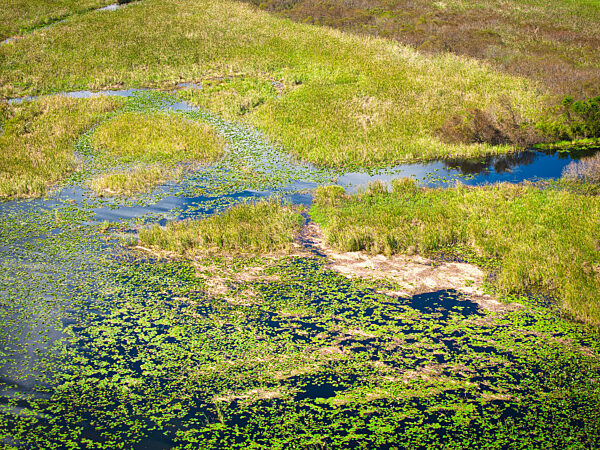 Üppige Feuchtgebietslandschaft in Florida mit Wasserflächen und Grünflächen