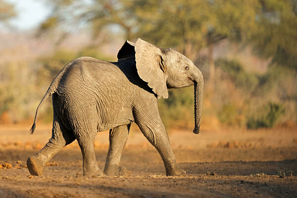 Ein junger afrikanischer Elefant (Loxodonta africana) in seinem natürlichen Lebensraum