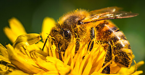 Honigbiene, bedeckt mit gelbem Pollen, sammelt Nektar von einer Löwenzahnblüte.